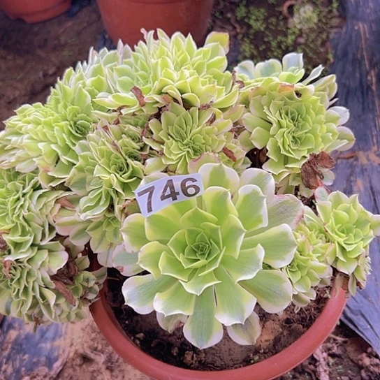 梅***z多肉植物一个绿豆沙