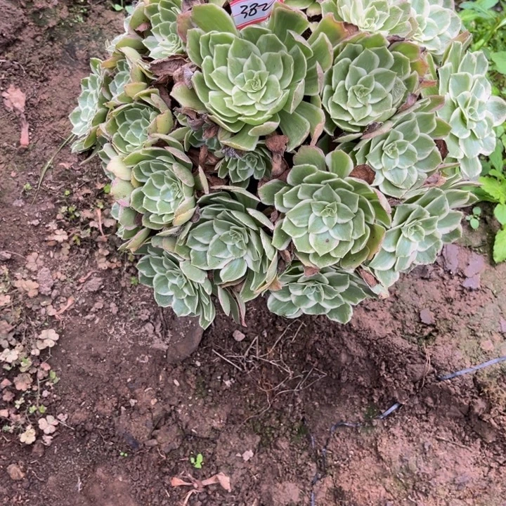 千***装382海王多肉植物法师