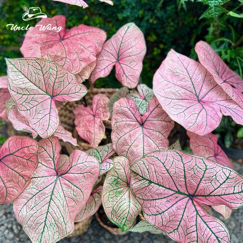种花王大爷  彩叶芋种球根观叶盆栽绿植阳台室内网红植物