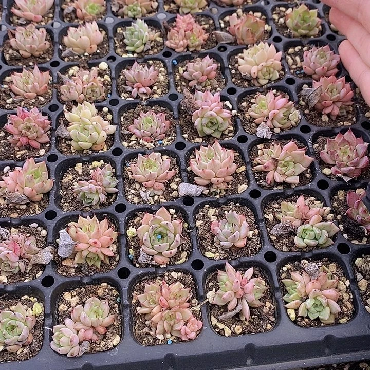 98 多肉植物盆栽植物