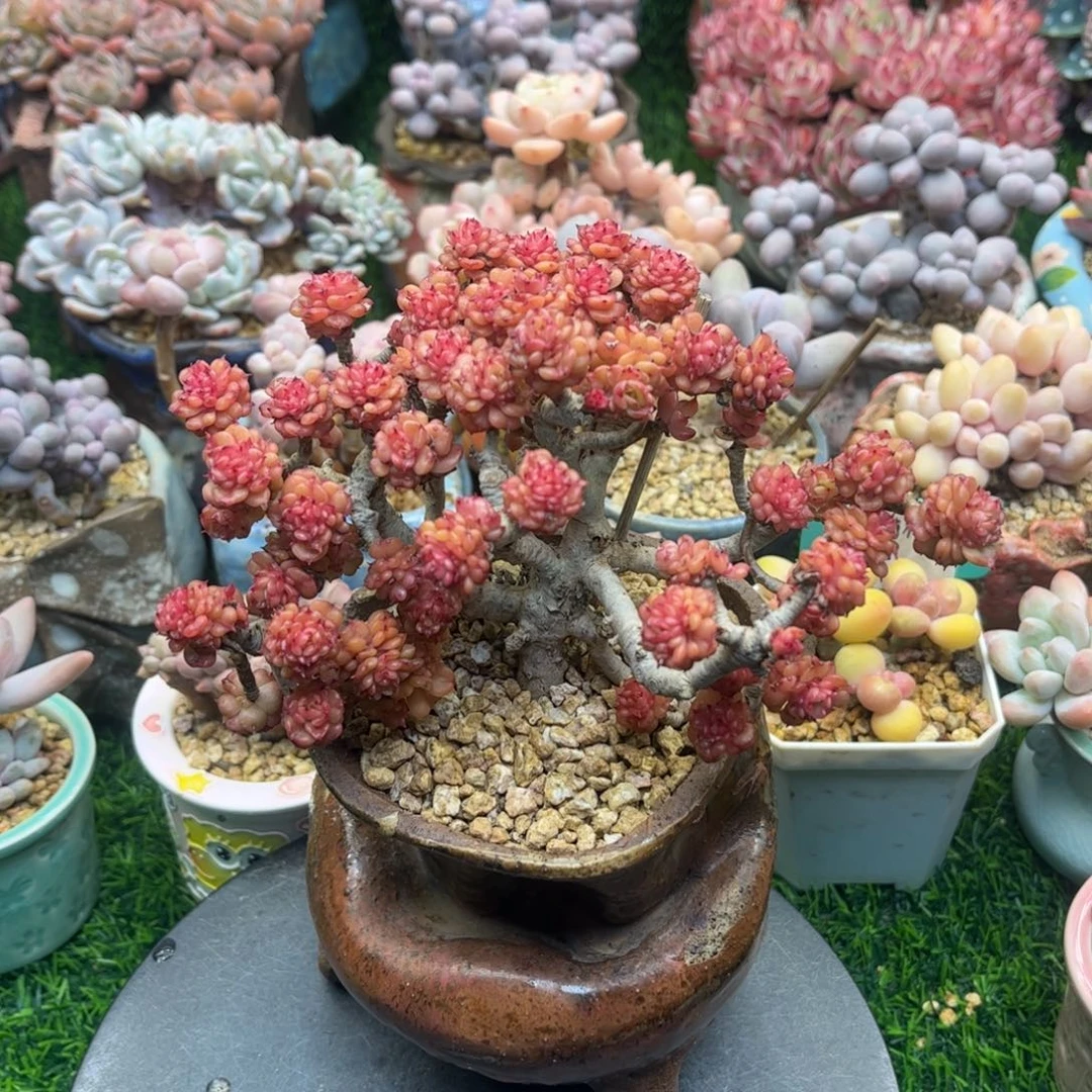 t ke ai le a le all