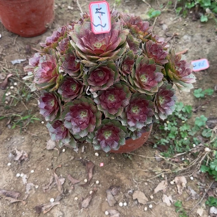 25-3红魔多肉不包断肢