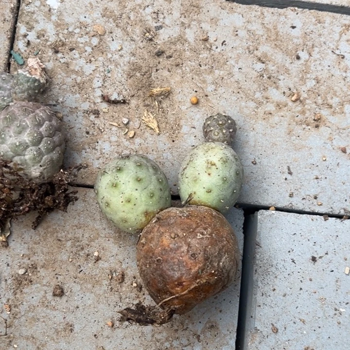 米奇休息呀蓝皮退刺习志野