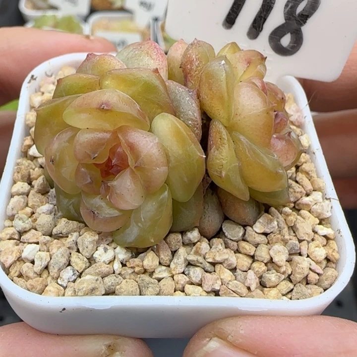 118号孤品晗雨多肉