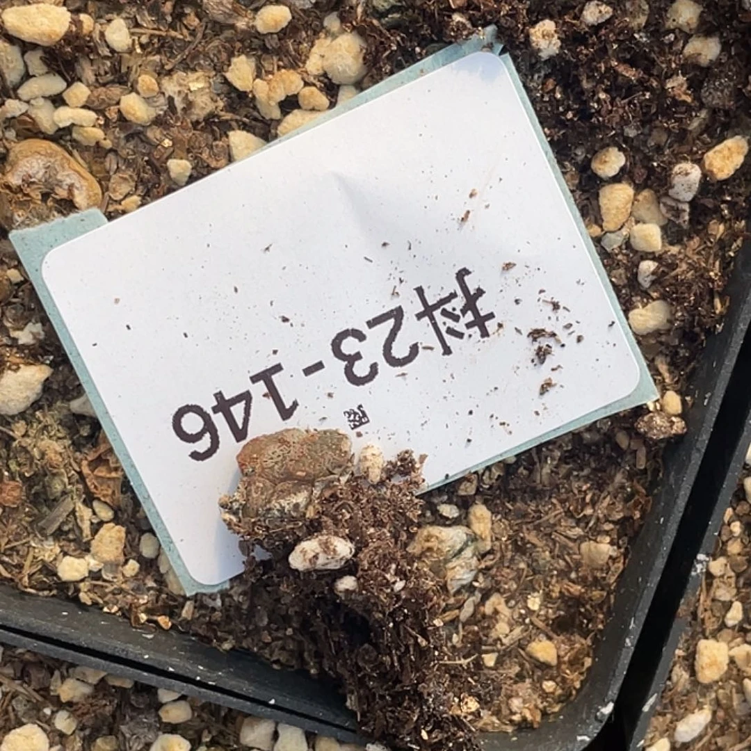 叁**呀23-146肉锥多肉植物