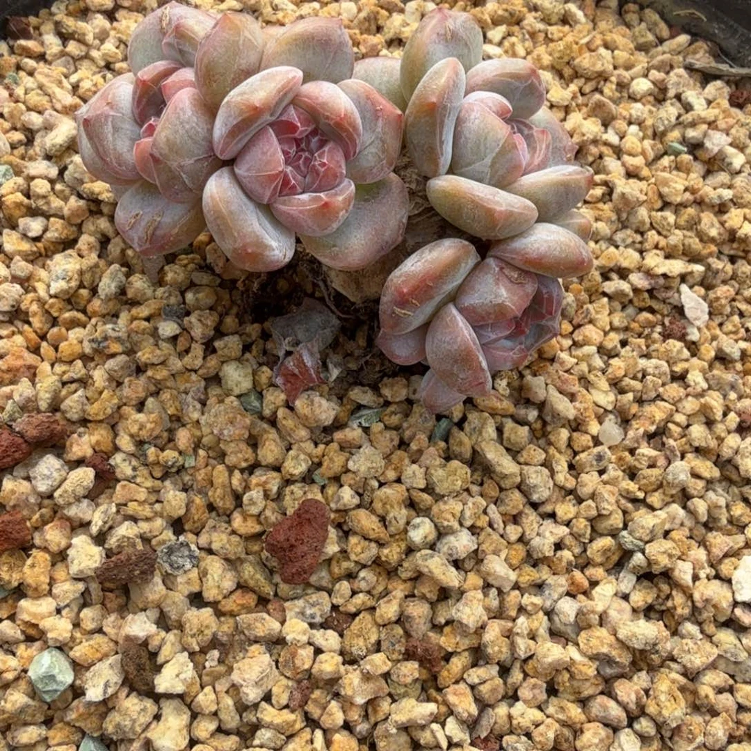 馨***悦星影小树多肉植物