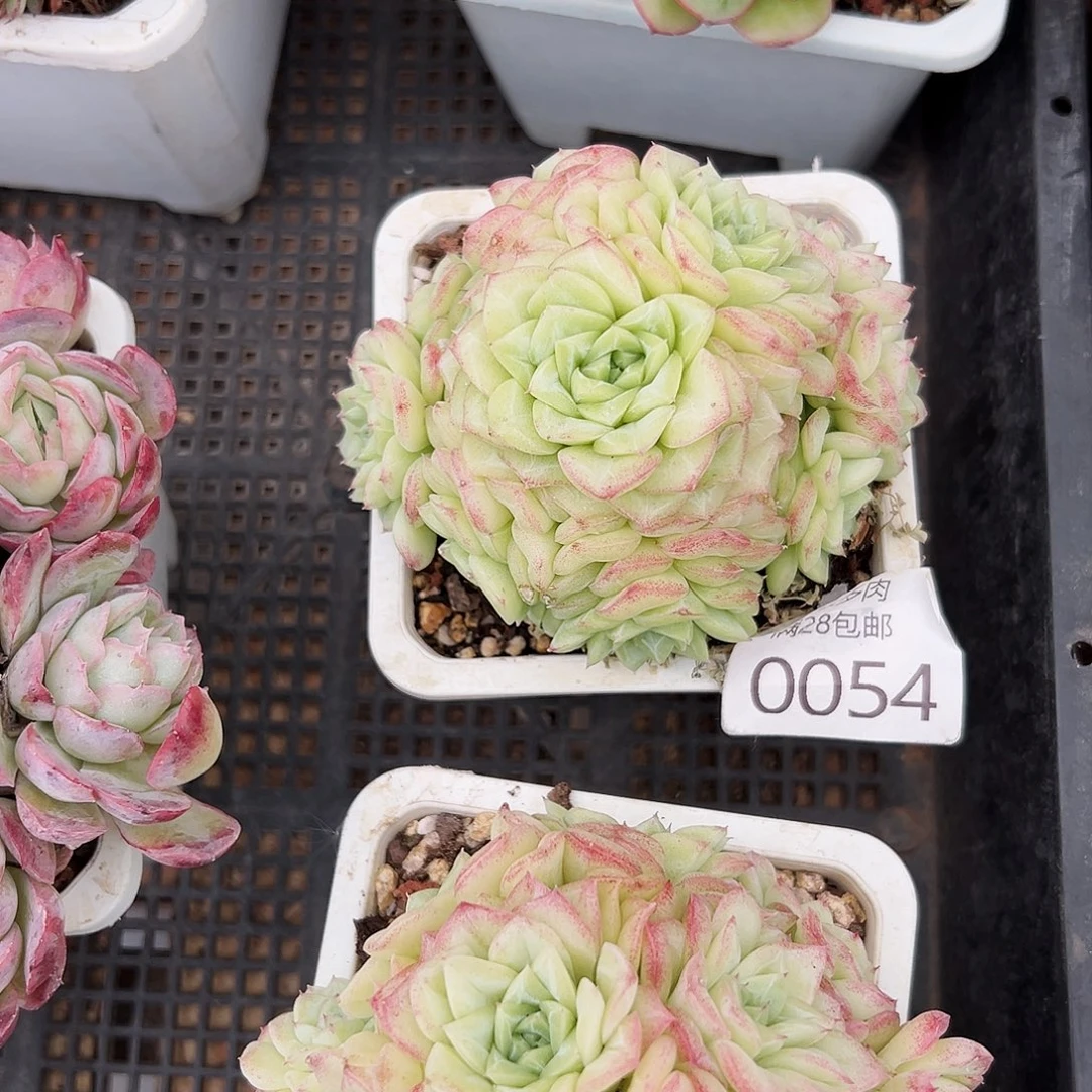 ?****羊多肉一物一拍0054