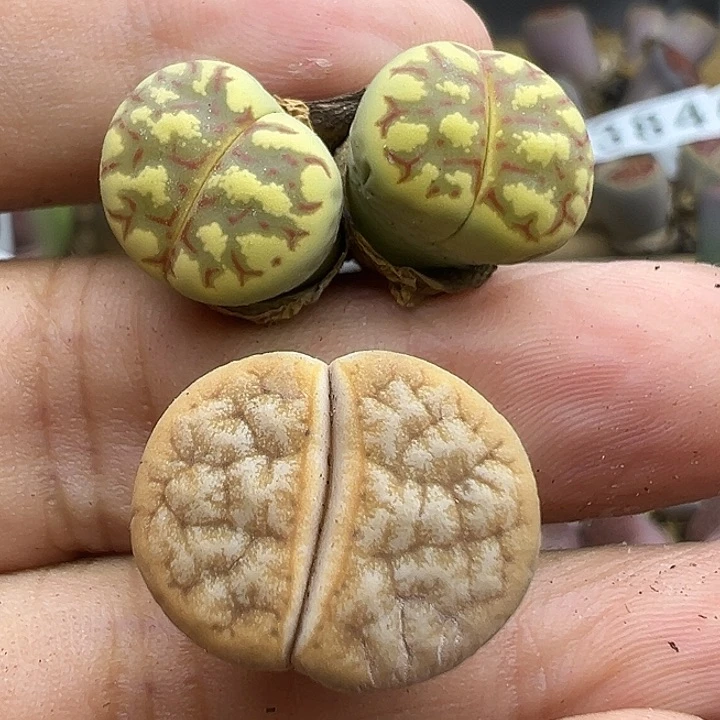 417小精品下播福利