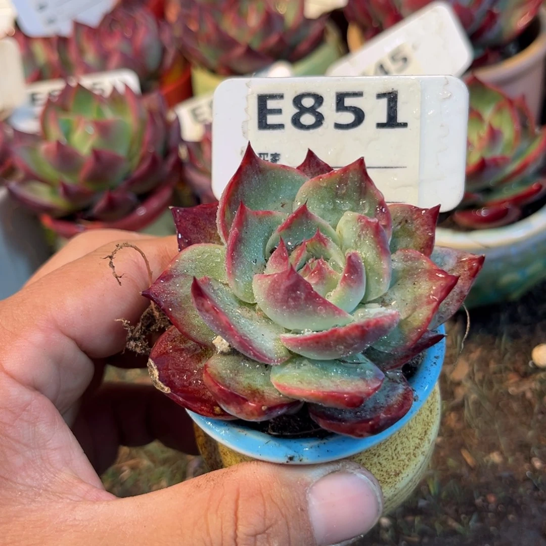 惊鸿一瞥851号多肉