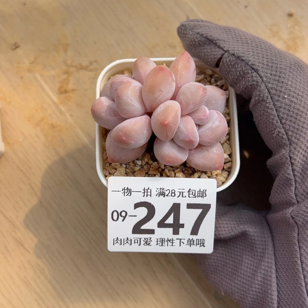 《****》香水奶多肉多肉多肉多肉多肉