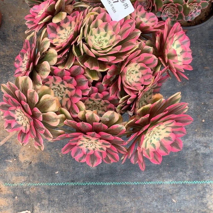 487粉同多肉植物