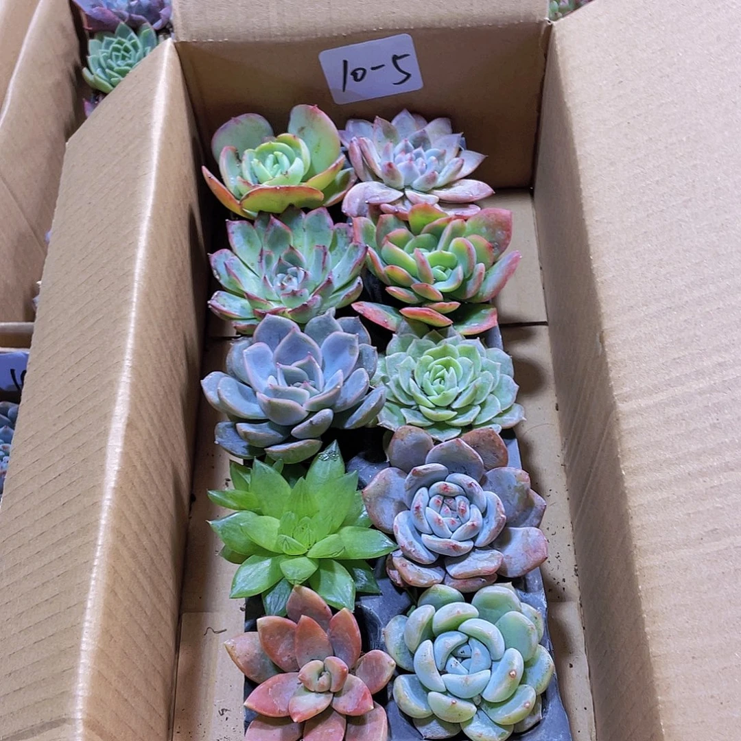 10颗-5号约4-6厘米