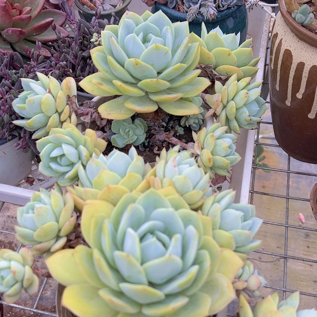 单头带多仔韩国恋曲一盆