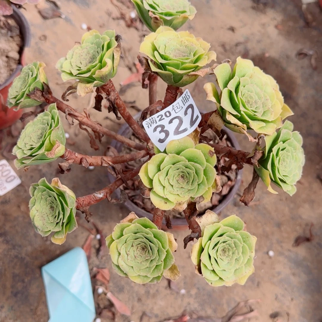 蓝色妖姬322满20包邮断枝不包