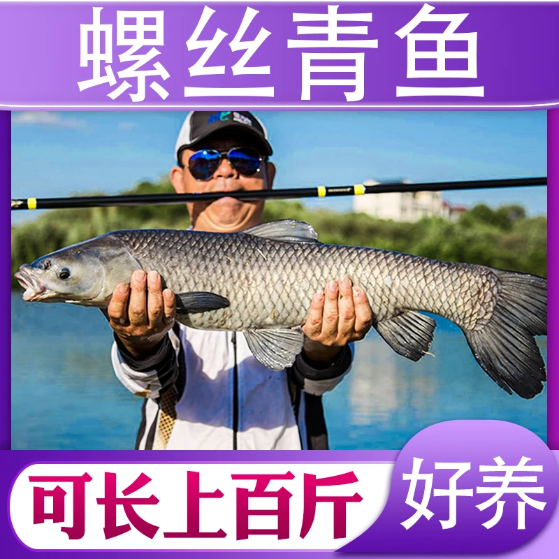 青鱼螺丝青鱼小鱼四川发货淡水养殖食用观赏均可