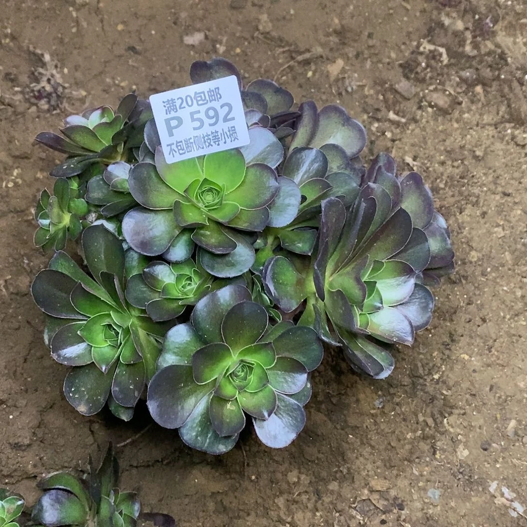 婷*592魅金玫瑰多肉有砍