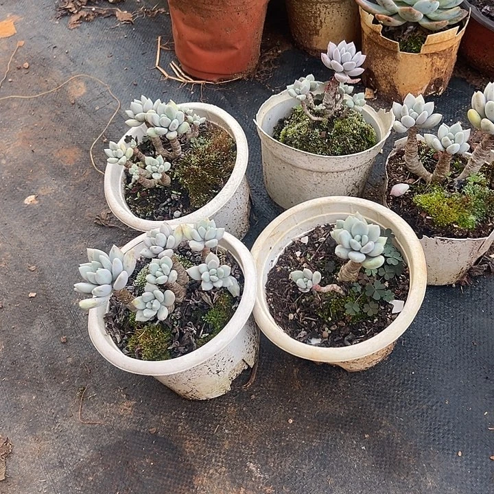倾***恋多肉植物实物直播实物269