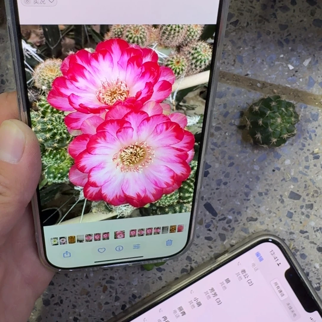 333丽花美10歪无根侧牙3公分左右