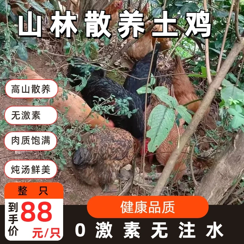 【吃鸡秒杀福利】新鲜农家高山散养土鸡现杀整只白条鸡非老鸡