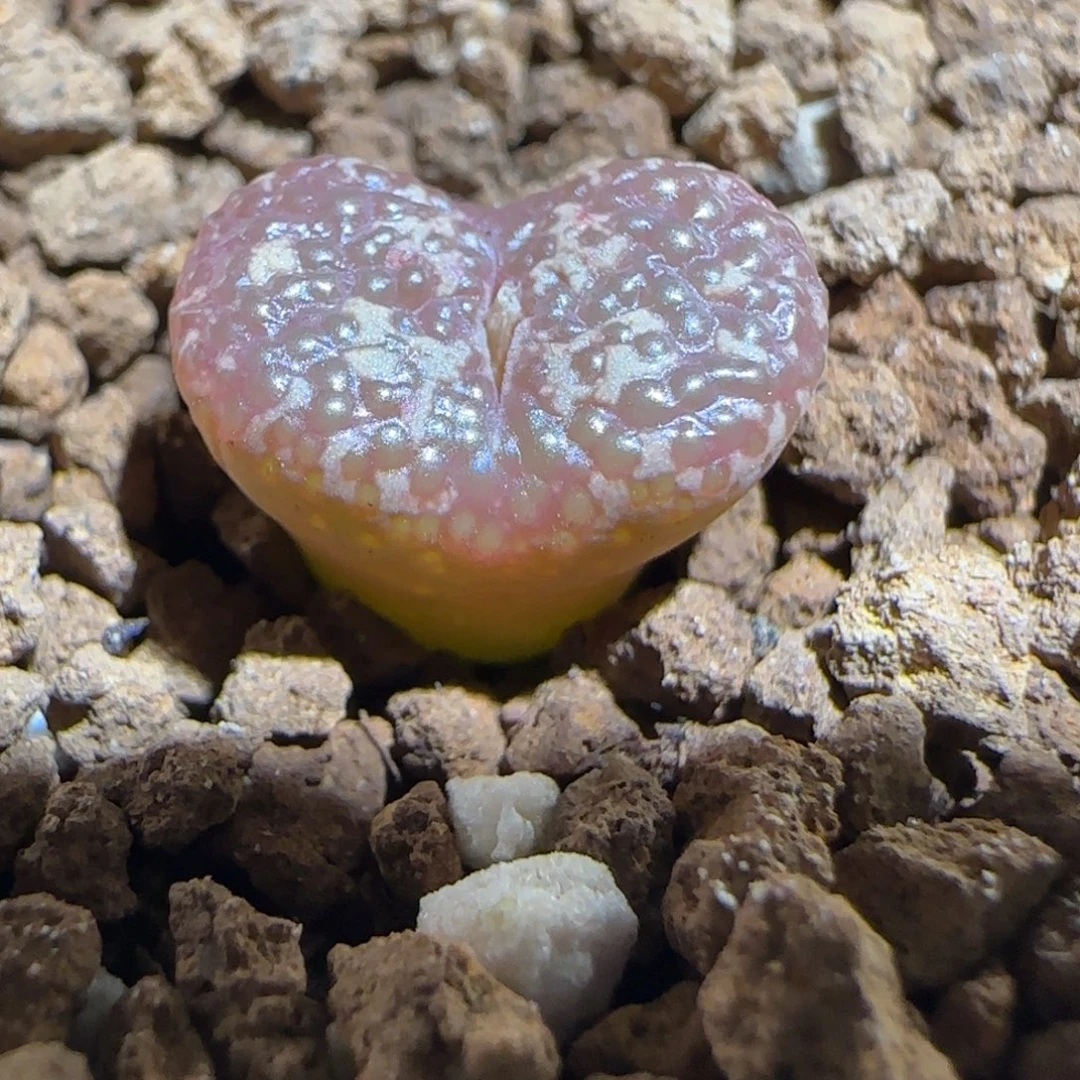 肉锥多肉植物组合-10km泡泡勋1180