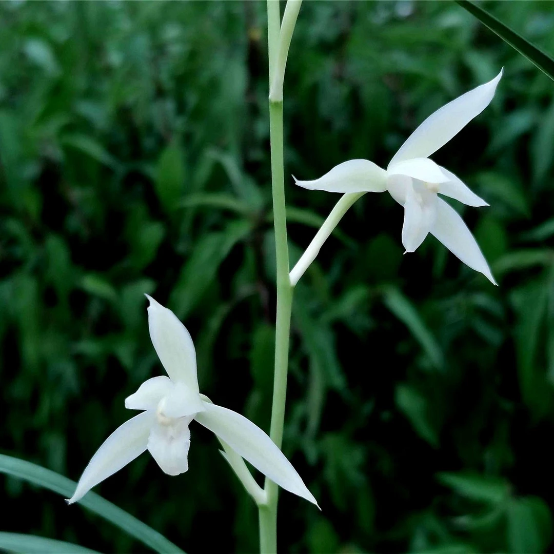 兰花建兰浓香雪玉