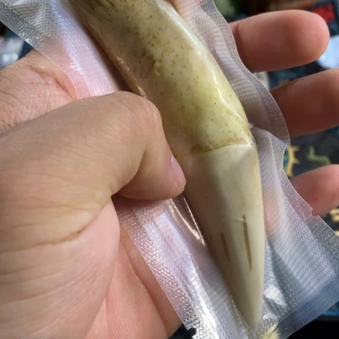 大哥专拍链接一号