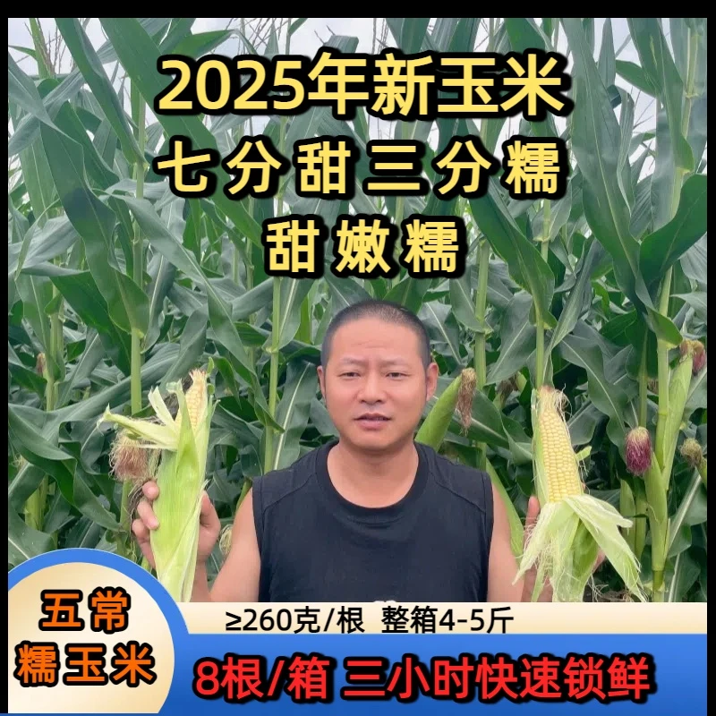 丛家农场2025年一箱8根 真空鲜食白糯玉米甜嫩糯香真空包装嘎嘎香