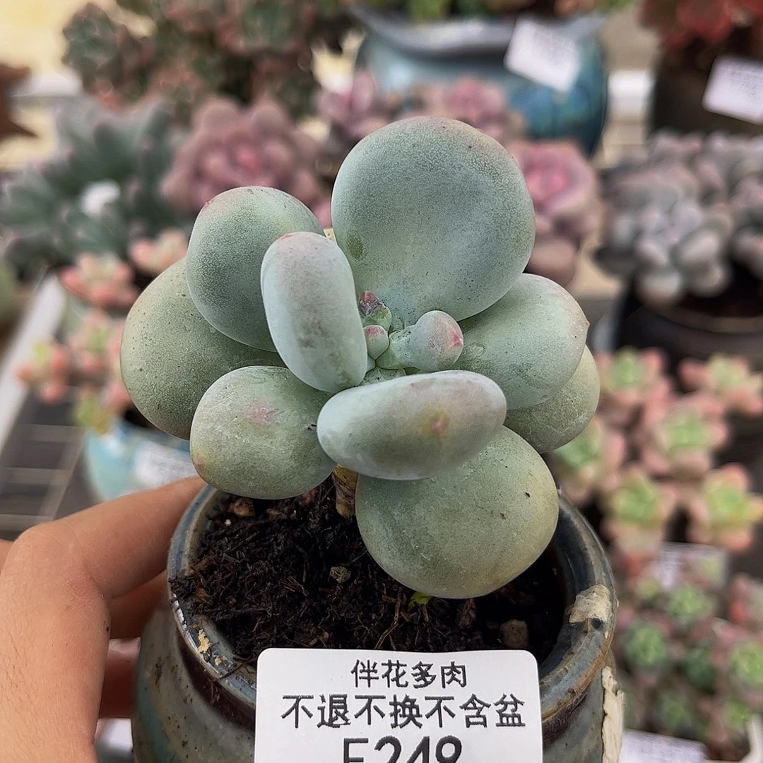 249-大叶奶酪多肉5cm