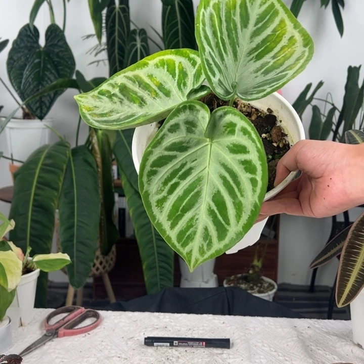 不开花植物印尼满银铜锣烧