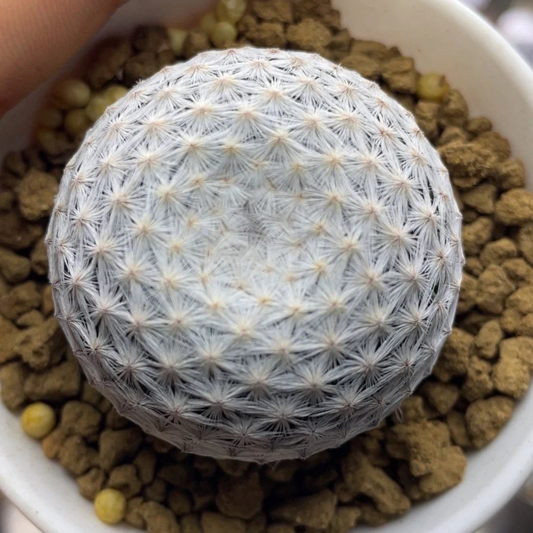 り***つ折后价      白鸟       实生根