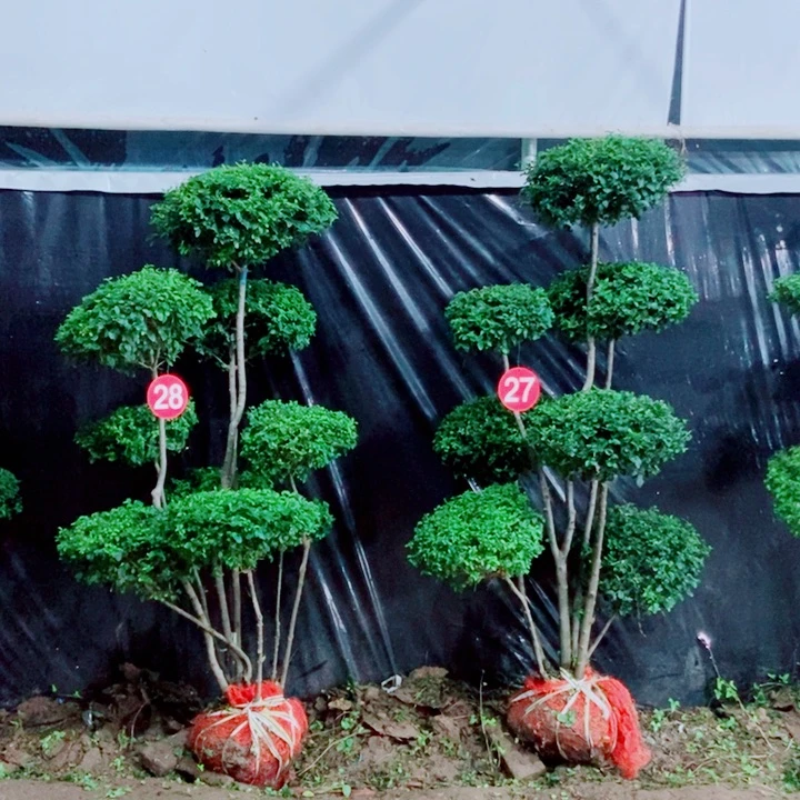 不开花植物一物一图一物一拍