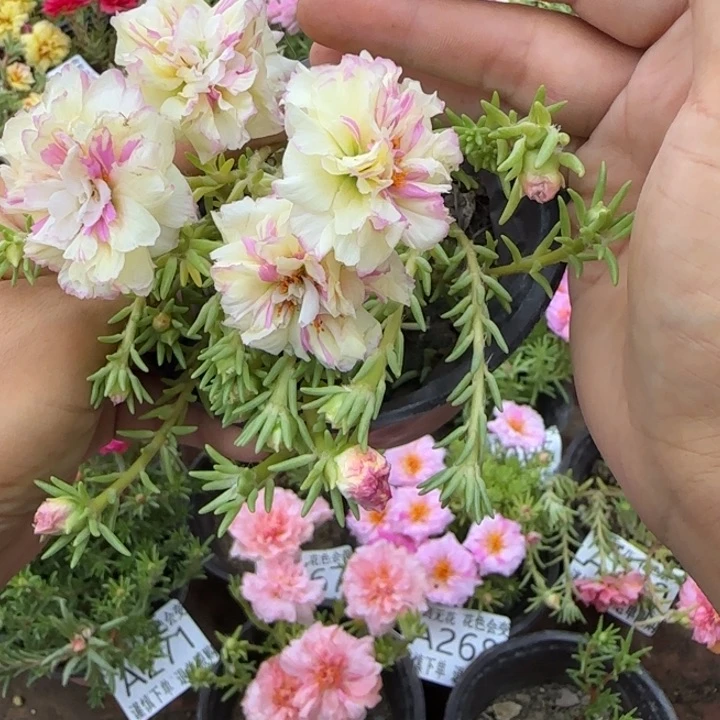 无花朵量拍奶油蛋糕超小苗盆口10cm