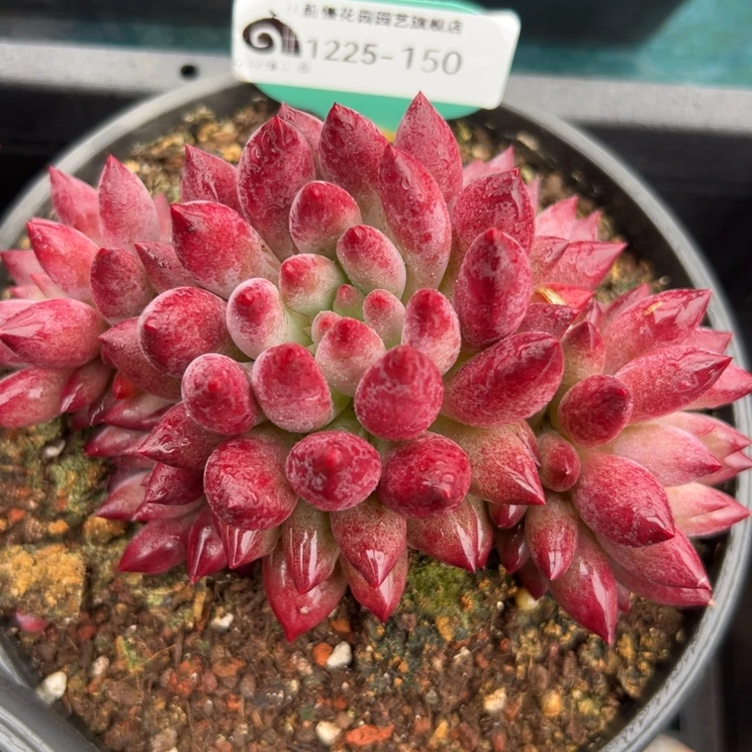 从前慢花园多肉编号1225-150