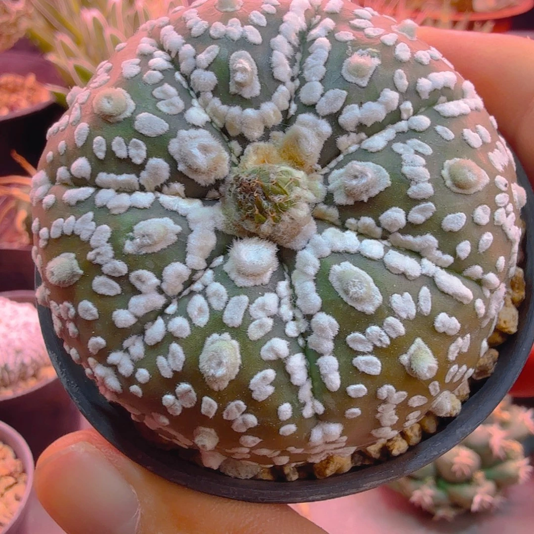 多肉植物紫皮ｖ盾多肉植物