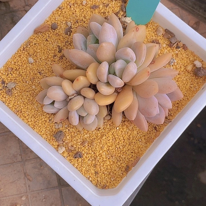 578多肉植物老桩