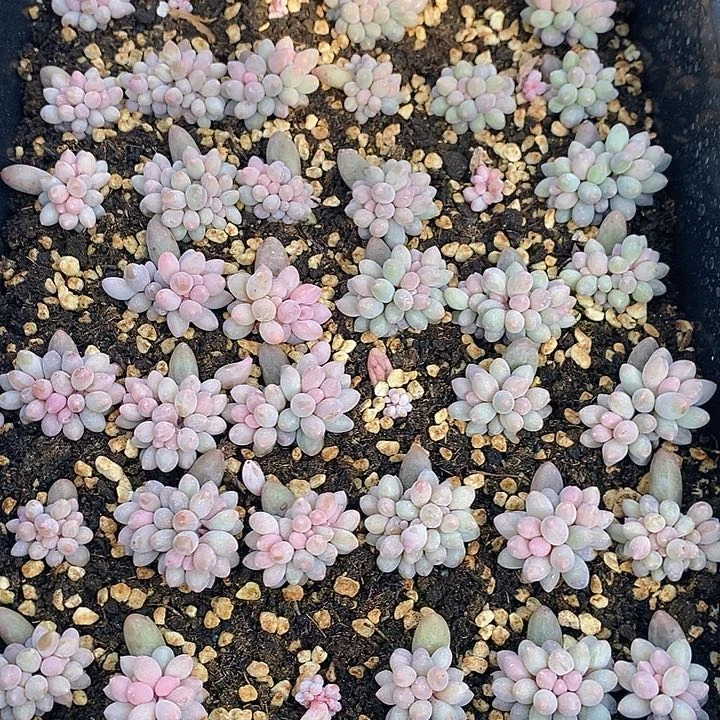10 多肉植物盆栽花卉植物