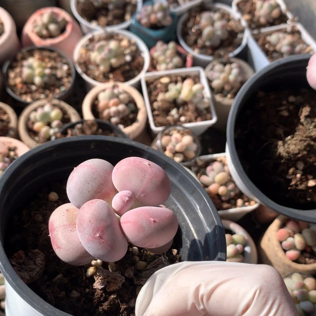 小屁桃奶酪多肉小屁桃