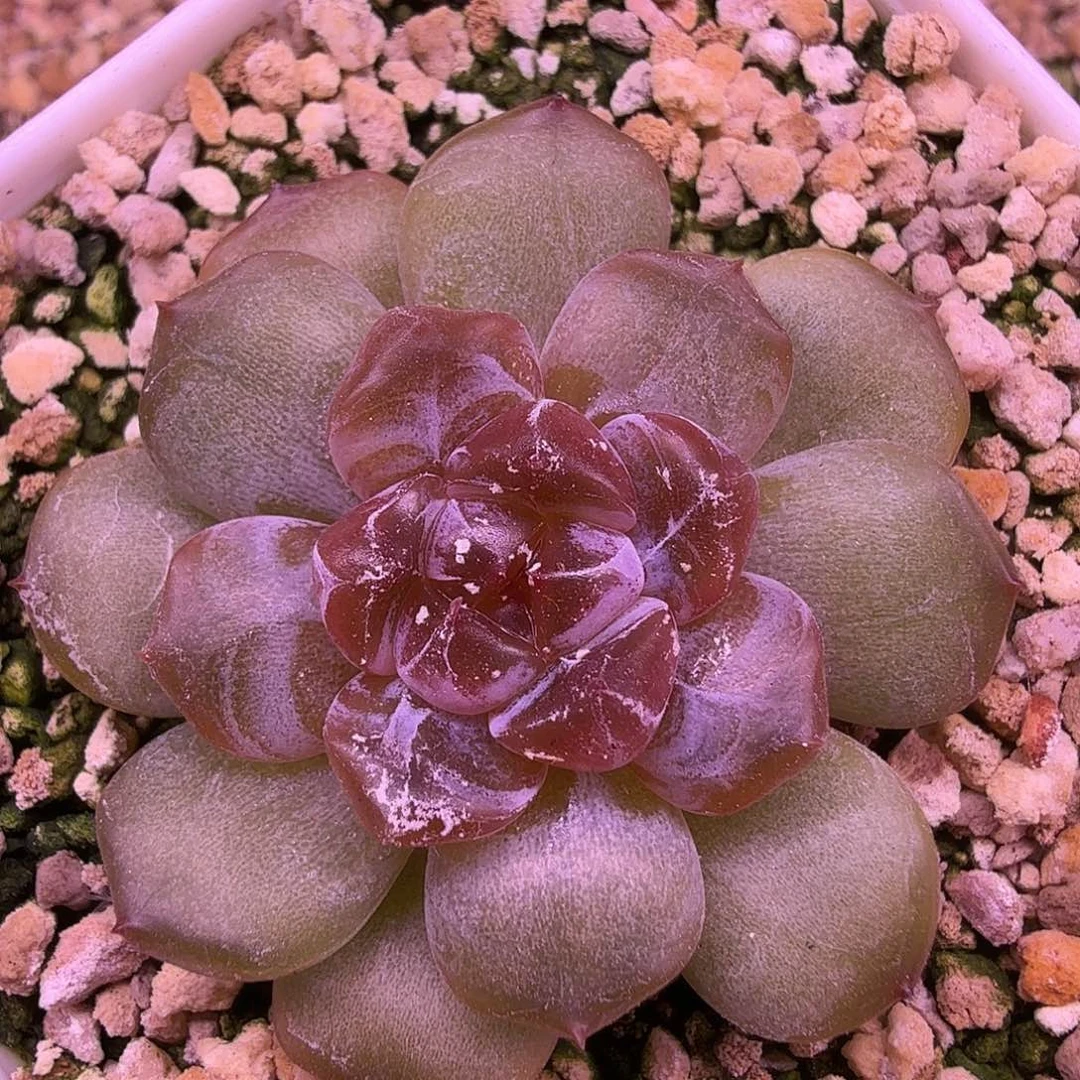 红色恋人一物一拍