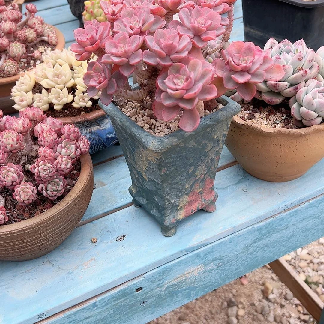 圈*泪无痕多肉植物脱土