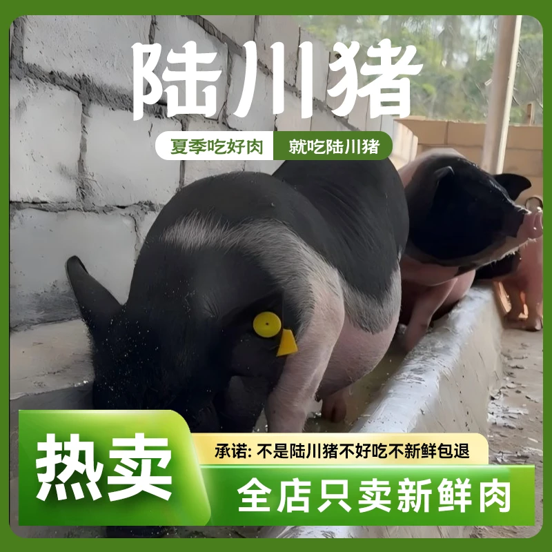 【立马发】广西正宗陆川猪退单链接，重量以直播间称重为准顺丰包邮
