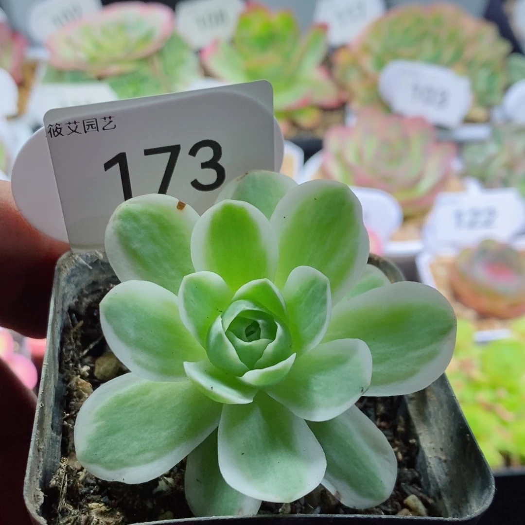 173春晓 山地玫瑰锦