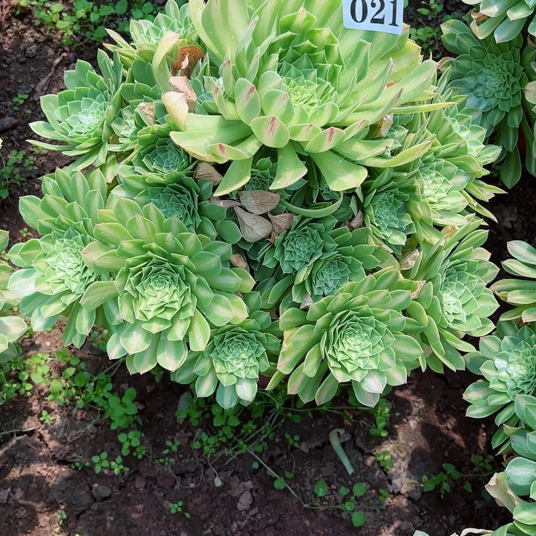 多肉植物021多肉