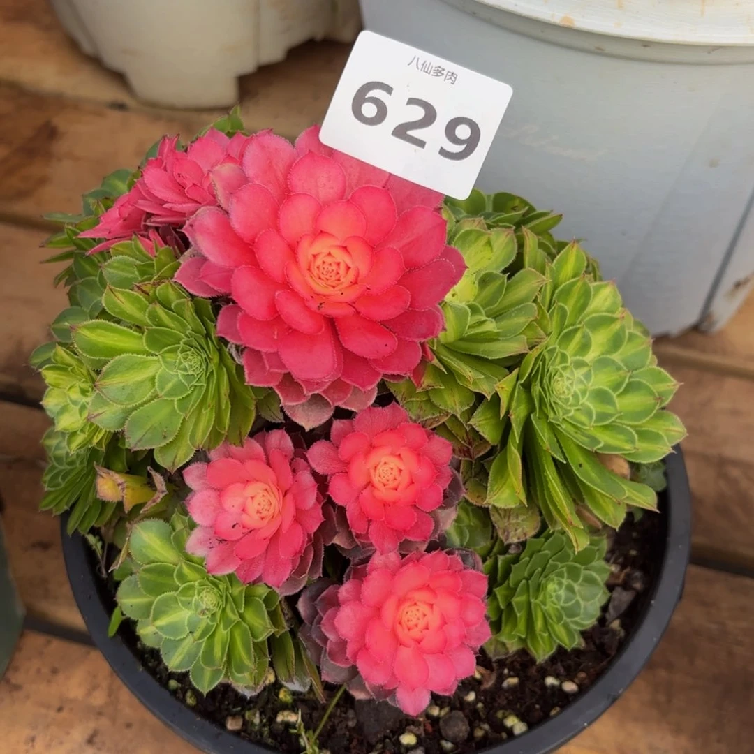 629多肉植物知否