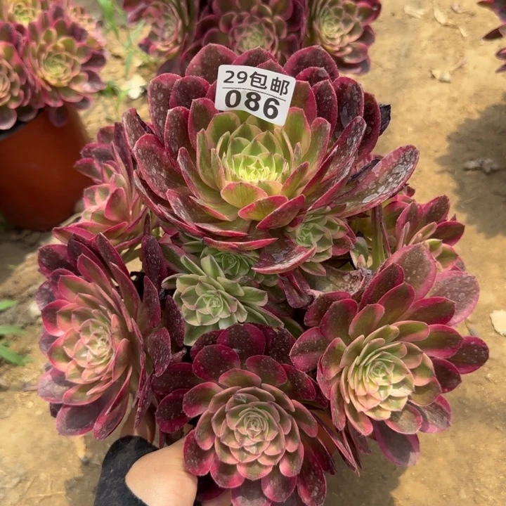 火龙果……多肉植物……