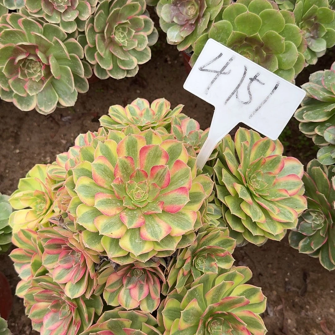 4151雨荷多肉法师多肉