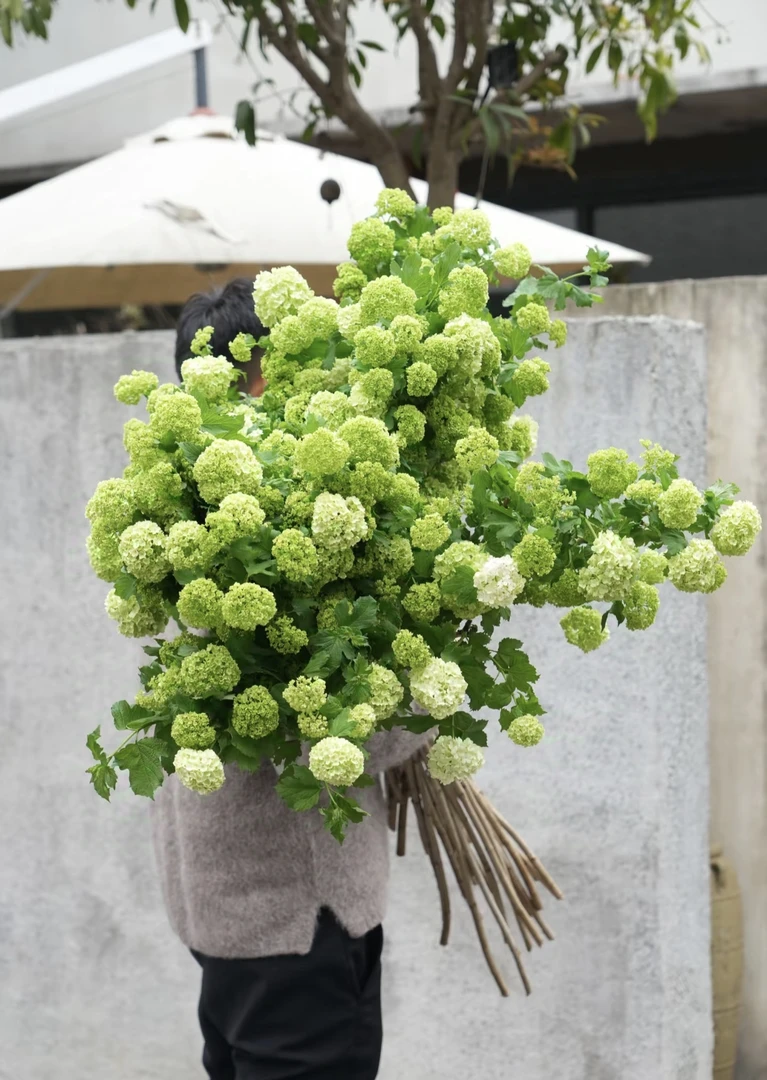 [欧洲木绣球-玫瑰] 1加仑盆 耐寒旱低维护庭院花园木本中华绣球