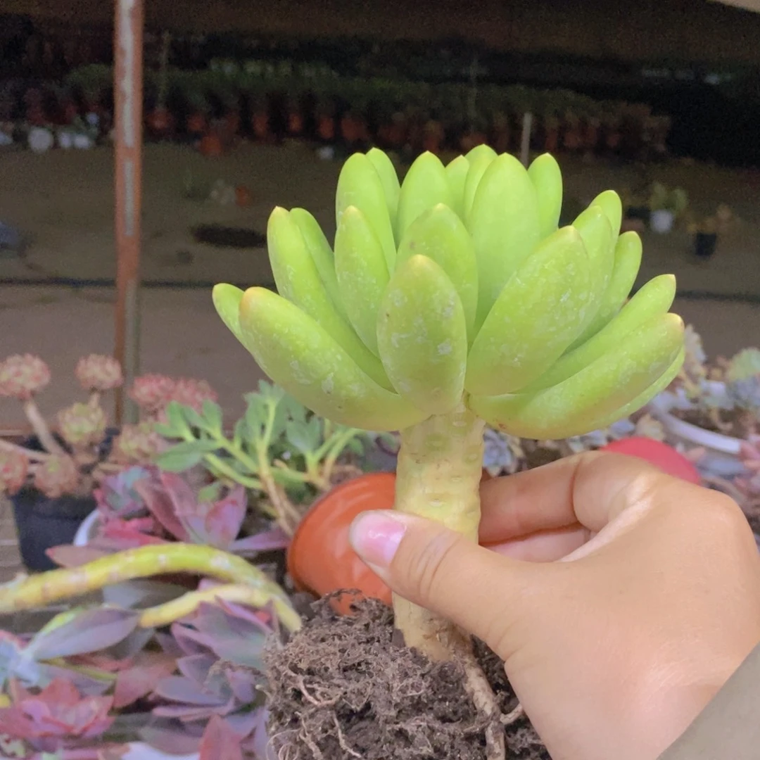 金蝉大单头老桩多肉