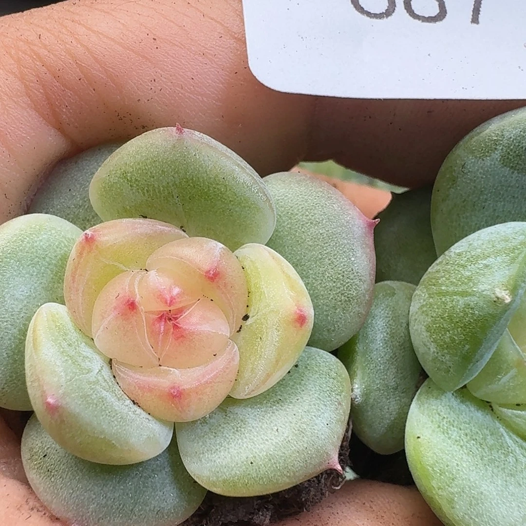 一物一拍一物一拍917-687