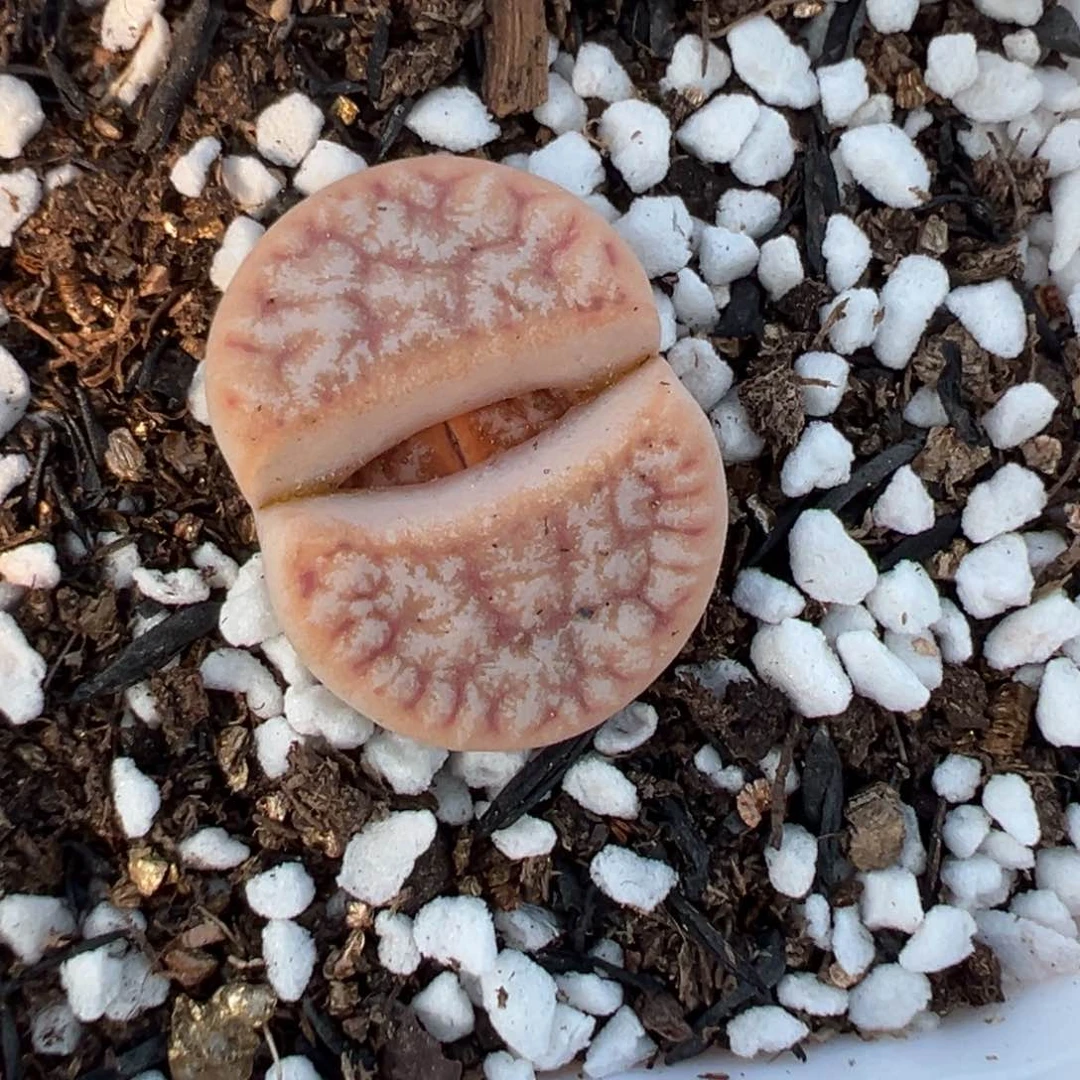 【闪购商品】木*杨772……