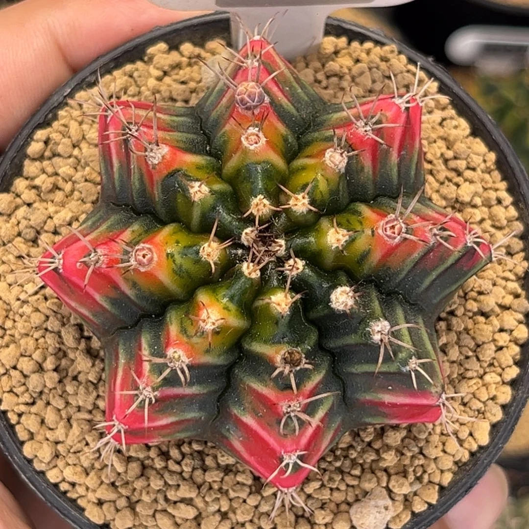 红虎斑米哈肋骨000037